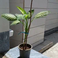 گل طبیعی