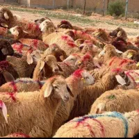 گوسفند زنده