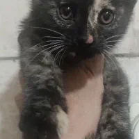 بچه گربه