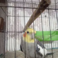 فروش. ومعاوضه