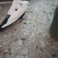 ماده بهبهانی
