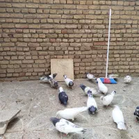 کبوتر پرشی
