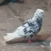 کفتر خوشکل