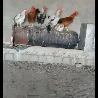 خروی محلی