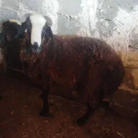 بره نر