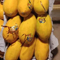 انبه پاکستانی کارتنی