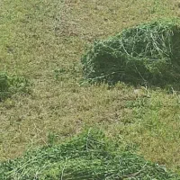 یونجه خرمن کوب شده