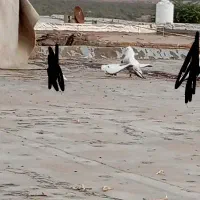 کبوتر