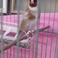 سهره بهاره دوساله رامه رام معاوضه باهیچی ندارم