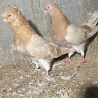 کبوتر زرد دوخط پرشی