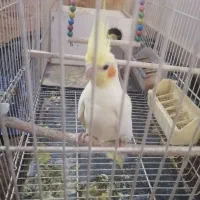 عروس هلندی ماده