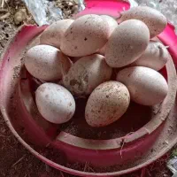 تخم نطفه دار بوقلمون