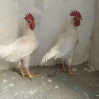 خروس جوان سرحال