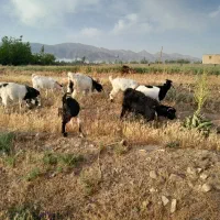 بز فروشی