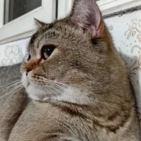 بریتیش ny12 نر