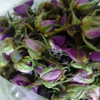 گل محمدی|گل و گیاه طبیعی|بروجرد, |دیوار