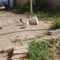 کبوتر پرشی
