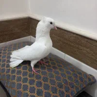 کفتر