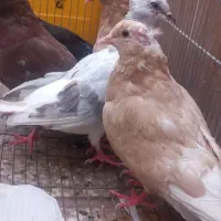 کفتر خوش ذات