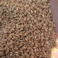 گندم|عمدهفروشی|خسروشاه, |دیوار
