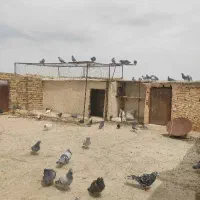کبوتر خراسان جوجه بوم