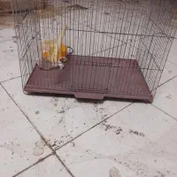 قفس
