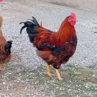 خروس|حیوانات مزرعه|اردبیل, |دیوار