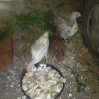 فروش چند عدد جوجه
