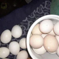 تخمرغ‌نطفه‌دار