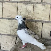 کبوتر|پرنده|شیراز, شهرک امیر کبیر|دیوار