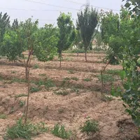 فروش زمین ۵۶۰ متری در شمس‌آباد|فروش زمین و ملک کلنگی|تهران, شمس‌آباد|دیوار