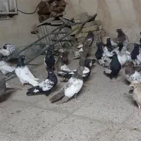 تعدادی کفتر خوب و پرشی