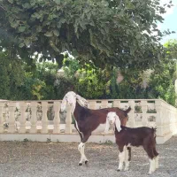 بز پاکستانی زاییده