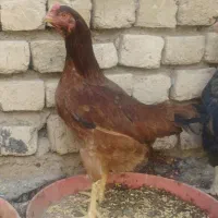 مرغ لاری