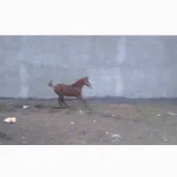 اسب