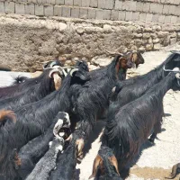 ۸ تا بزا بی جفتی ۴۲ ملیون داشتی همه توشتیرن