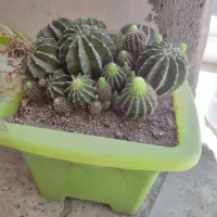 کاکتوس ۹ساله