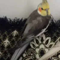 عروس هلندی گمشده