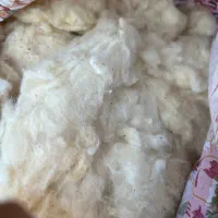 پنبه درجه ۱