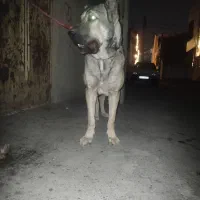 جفت یابی|سگ|ملارد, |دیوار