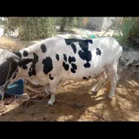 فروش گاو ماده و جوان