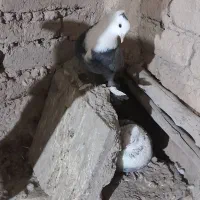 سلام کفتر جفتی