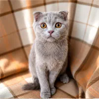 واگذاری گربه  با قیمت استثنایی