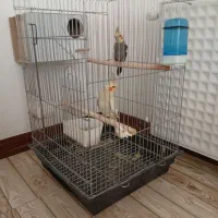 عروس هلندی