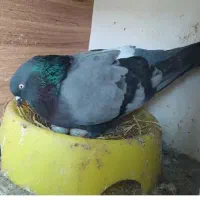 کبوتر پرشی سبز خطی ۹ ساعته با برگه ضمانت