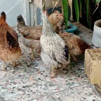 تعدادی مرغ و خروس