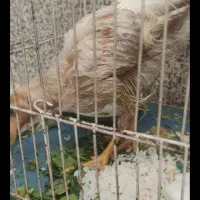 جوجه خروس