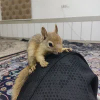 فروشی