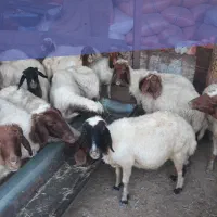 ۱۶راس گوسفند واسه پروار هیکلی