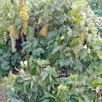 اجاره-باغ-انگوری-3000-متری